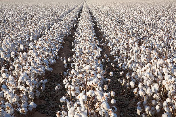 Pakistan Cotton Output Crashes to 5.6 Million Bales, China Steps In
