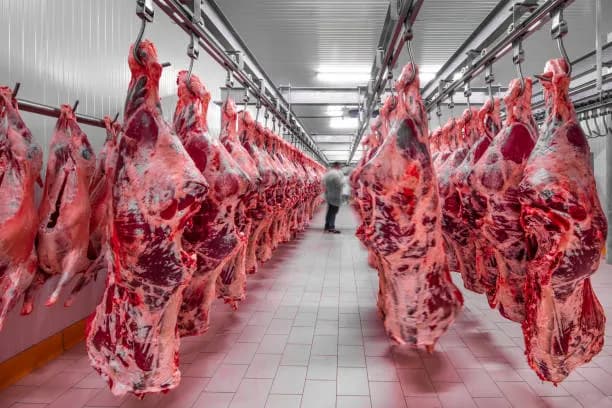 Pakistan's Vast Livestock Can Become a Billion-Dollar Meat Export Industry
