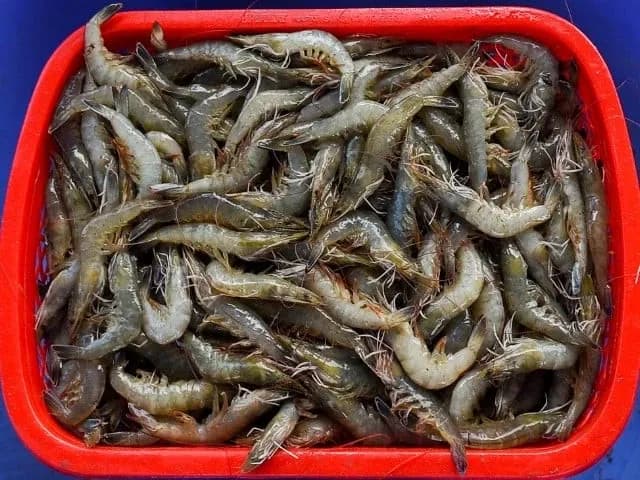 Punjab Launches Largest-Ever Shrimp Farming Project to Power Blue Economy