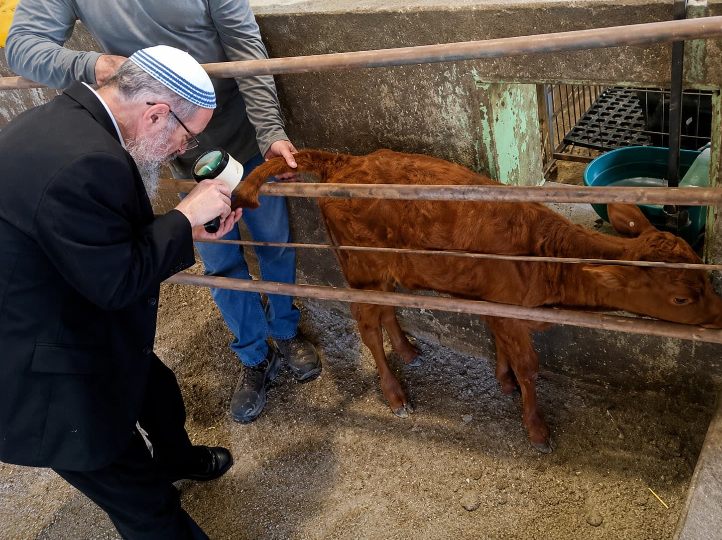 Israel Celebrates Rare Red Heifer as Al-Aqsa Debate Intensifies