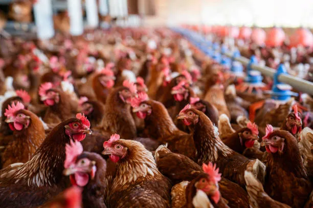 Pakistan Poultry Population Hits Record 2.47 Billion as Production Soars Nationwide