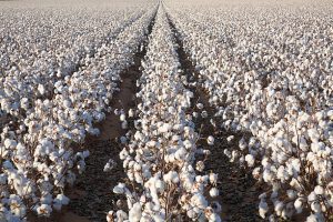 Pakistan Cotton Output Crashes to 5.6 Million Bales, China Steps In Pakistan cotton output crashes to 5.6 million bales as China expands joint research, seed development and mechanized harvesting to revive Pakistan's cotton sector.