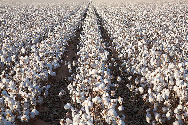 Pakistan Cotton Output Crashes to 5.6 Million Bales, China Steps In Pakistan cotton output crashes to 5.6 million bales as China expands joint research, seed development and mechanized harvesting to revive Pakistan's cotton sector.